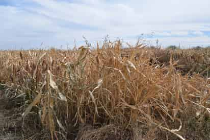 El Seguro Catastrófico se entregará a los productores agrícolas que resintieron pérdidas por las heladas de noviembre de 2018. (EL SIGLO DE TORREÓN)