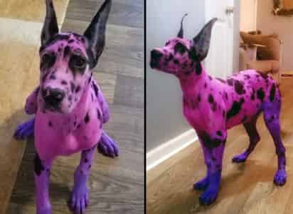 Algunos la acusan de maltrato animal. (INTERNET)