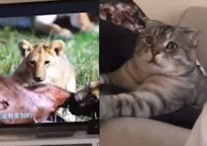 Video viral en redes sociales. (INTERNET)
