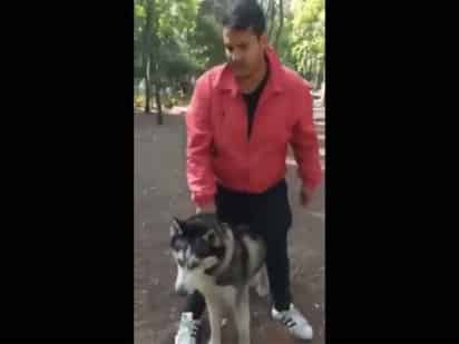 El animal atacó a otros dos perros antes de la pomerania.