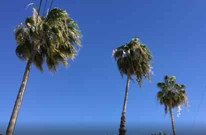 Las rachas de viento se deben al ingreso del nuevo frente frío a la región. (GUADALUPE MIRANDA) 