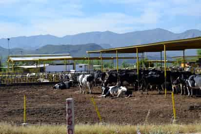 Los productores de leche esperan que los diputados concreten una ley que prohiba que se venda leche 'pirata' y que se concrete el centro de acopio de Liconsa, lo que permitirá impulsar la actividad.