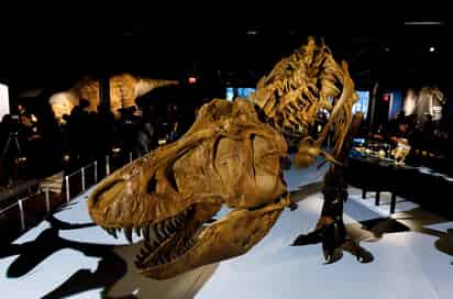 Se presentó una amplia exhibición interactiva que revela nuevos descubrimientos sobre el depredador. (EFE)