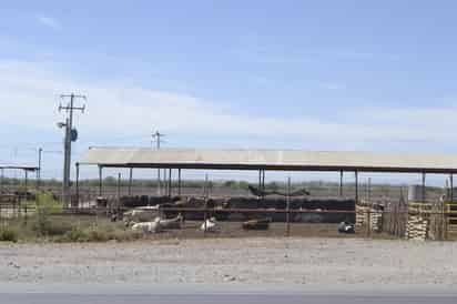 El presidente de la Confederación Nacional de Productores Rurales (CNPR) en la Comarca Lagunera, Baudilio Rodríguez Abusaid, dijo que es una buena idea que Tabasco u otros estados del sur del país comiencen a trabajar la producción de leche. (EL SIGLO DE TORREÓN/CLAUDIA LANDEROS)