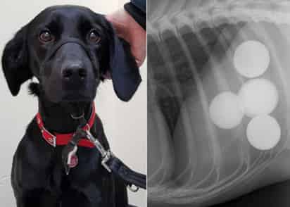 Los dueños vieron al perro cerca de las pelotas, pero no pensaron que se las estaba tragando. (INTERNET)