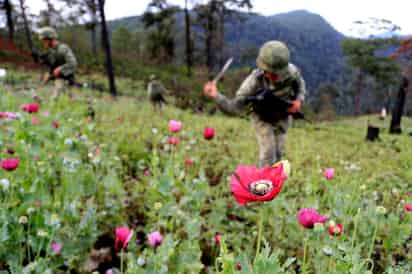 Pobladores de la comunidad de Campo Morado, del municipio de Heliodoro Castillo, en la Sierra de Guerrero, impidieron a soldados del Ejército mexicano destruir cultivos de amapola. (ARCHIVO)