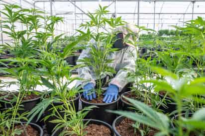 El ingrediente clave de todos estos productos es el cannabidiol, o CBD, un compuesto derivado de la marihuana que no tiene efectos narcóticos.(ARCHIVO)