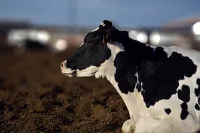 Denuncian contaminación por parte de un establo; ha derivado en problemas de salud en algunas comunidades. (EL SIGLO DE TORREÓN)