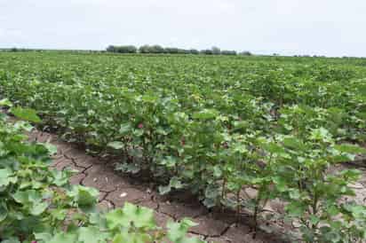 La producción de algodón se quedó 'atorada' en los despepites, pues por su baja calidad hay problemas para comercializarla. (ARCHIVO)