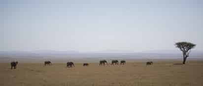 El planeta ha lanzado ya su voz de alarma: un millón de especies animales y vegetales se encuentran en riesgo de extinción, muchas en las próximas décadas, a menos que haya un cambio radical en los métodos de producción y consumo, según advierte el mayor informe sobre biodiversidad hasta la fecha. (ARCHIVO)