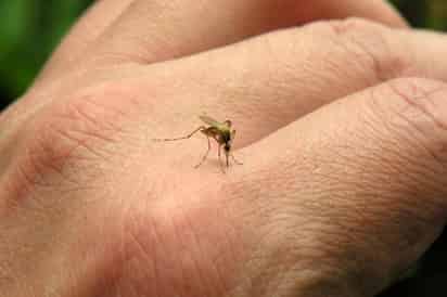 Se ha registrado sólo un caso de chikungunya en la Comarca Lagunera, de dengue y zika ninguno. (ARCHIVO)