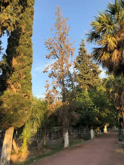 El municipio de Lerdo tiene en comodato un área de 10 hectáreas del Vivero Forestal o Parque Las Auras de Lerdo, encargándose así de su mantenimiento, preservación de los más de 2 mil 500 árboles, vigilancia y funcionamiento, según datos proporcionados por el mismo ayuntamiento. (EL SIGLO DE TORREÓN)