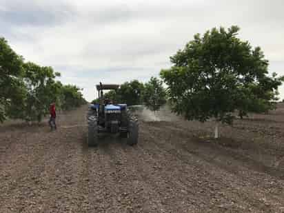 El árbol de “Norteña” es semierecto y de vigor medio, lo cual permite mejor manejo de poda y establecerse en menores distancias de plantación. (ARCHIVO)