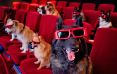 Hay reglas específicas a seguir, por ejemplo, la mascota debe ir al día con sus vacunas. (INTERNET)