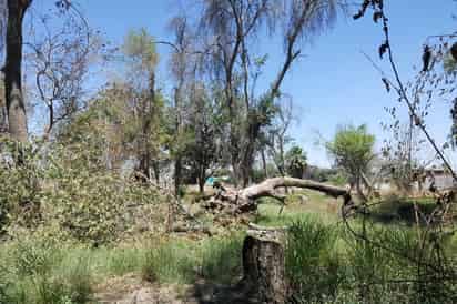 Recientemente se registró un incendio en un pequeño bosque en el ejido Florida y lo reforestarán. (EL SIGLO DE TORREÓN)