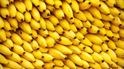 En medio de la selva tropical de Chiapas se destinan 23,454 hectáreas a la pujante cosecha de plátano, una producción que va en aumento siendo este estado el más productivo de México y dando sustento a miles de familias. (TWITTER)