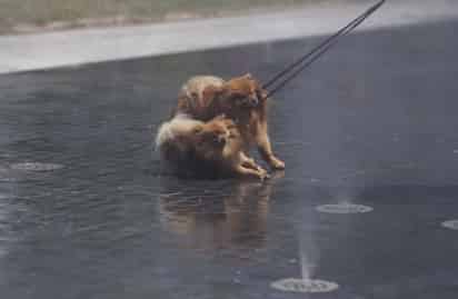 Exhortan a cuidar a las mascotas en esta temporada de calor. (ARCHIVO) 