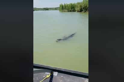 El material fue tomado a poca distancia del cocodrilo, pues inclusive el aerodeslizador pasa por encima del animal, el cual comienza a alejarse del bote y a sumergirse, tras prácticamente chocar contra el citado vehículo. (FACEBOOK)
