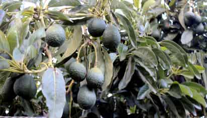La expansión del cultivo del aguacate, producto altamente apreciado en Estados Unidos, ha castigado los suelos del estado de Michoacán al grado de provocar un severo problema de degradación y desertificación potencial, explicó una especialista de la Universidad Nacional Autónoma de México (UNAM). (ARCHIVO)