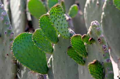 Se sabe que el garambullo tiene beneficios nutrimentales para la salud, ya que aporta un gran contenido de Vitamina C, con bajo contenido calórico; además de antioxidantes y fibra. (ARCHIVO)