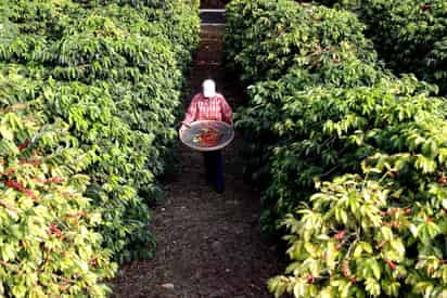 El Centro Agronómico Tropical de Investigación y Enseñanza (Catie), con sede en Costa Rica, alertó este jueves sobre nuevas razas del hongo roya que atacan el café de América Latina y el Caribe. (ARCHIVO)