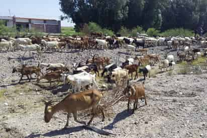 En riesgo de perder el 20 por ciento del hato caprino por escasez de alimento y falta de apoyo. (EL SIGLO DE TORREÓN)