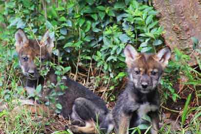 En el zoológico de Chapultepec actualmente hay 985 animales de 195 especies diferentes. (ARCHIVO)