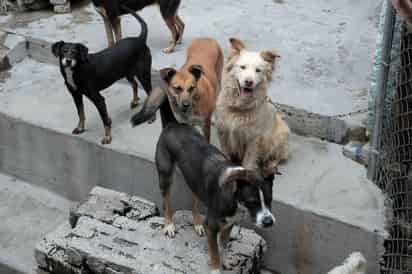 El domingo habrá una campaña de esterilización en Torreón a partir de las 10 de la mañana hasta la 1 de la tarde en veterinaria San Francisco, ubicada en la Línea Verde y avenida Universidad en Villas La Merced. (ARCHIVO)