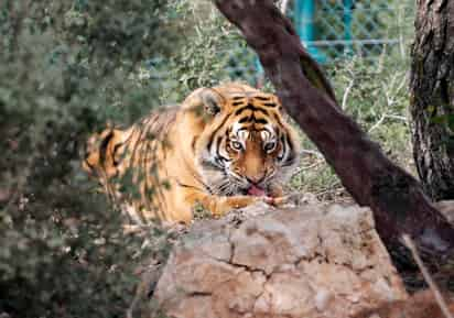 El tigre, que puede llegar hasta los 20 años de vida en la naturaleza, figura entre las especies de animales en peligro de extinción. (ARCHIVO)