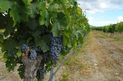 Está próximo a comenzar la Feria Internacional de la Uva y Vino en Parras. (ARCHIVO) 