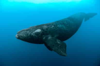 Seis ballenas han sido encontradas sin vida en meses pasados, y todo apunta a que murieron por golpes de los barcos y enredos en los aparejos de pesca. (ESPECIAL)
