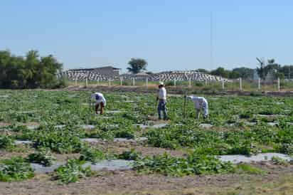 Ven una total falta de apoyo al campo lagunero por parte del Gobierno federal, pues lo poco que había fue suspendido. (EL SIGLO DE TORREÓN) 