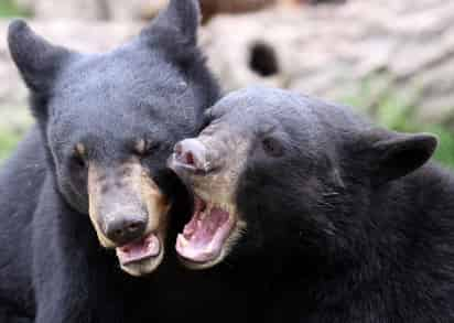 Un oso negro macho fue localizado sin vida a orillas de la carretera 57. (ARCHIVO)