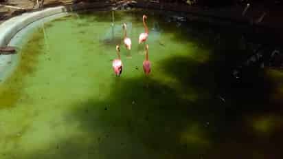 A través de un comunicado, la Profepa informó que personal de la dependencia realizó una visita de inspección a la Unidad de Manejo para la Conservación de Vida Silvestre (UMA), denominada Parque Zoológico La Pastora. (ESPECIAL)