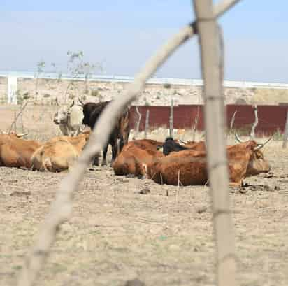 La sequía que se ha registrado en la entidad obligó al Gobierno federal a tomar medidas. (EL SIGLO DE TORREÓN)