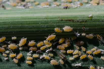 Productores temen que por falta de lluvia el volumen para el próximo ciclo de riego sea menor. (EL SIGLO DE TORREÓN)