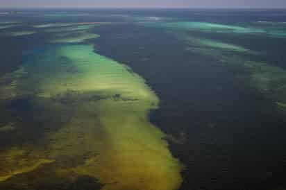 Hace ocho años, la mayor parte del sargazo flotante se encontraba principalmente en diversas áreas alrededor del Golfo de México y en el Mar de los Sargazos, que se encuentra en el borde occidental del Océano Atlántico central. (ARCHIVO)