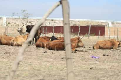 La situación en algunas regiones agrícolas de Durango lucen complicadas para fines de producción. (EL SIGLO DE TORREÓN)