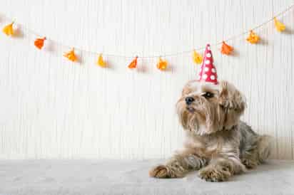 La edad de un perro dependerá de la talla a la que pertenezca. (ARCHIVO)