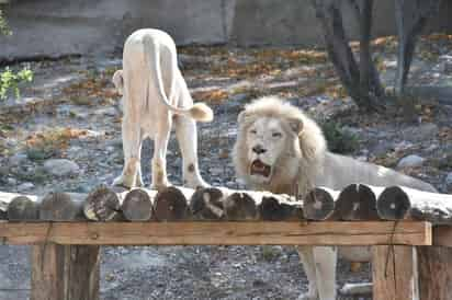 Se tiene la idea de crear un santuario para reintroducir a la región, animales que antes poblaron el estado y ahora hay muy pocos, como los lobos mexicanos y los venados cola blanca. (EL SIGLO DE TORREÓN)