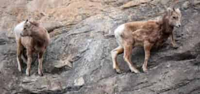 Cabras desafían a la gravedad mientras descienden un acantilado