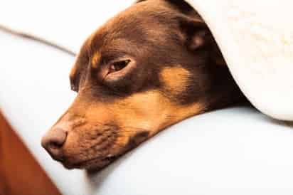 Que un perro se atragante al comer, o incluso que tenga accidentes con juguetes pequeños son situaciones que pueden llegar a suceder frecuentemente.  (ARCHIVO) 