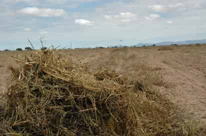 La crisis mayor en sector ganadero se va a sentir desde enero. (EL SIGLO DE TORREÓN)