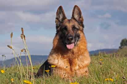 El pastor alemán es el perro guardián por excelencia. (ARCHIVO)