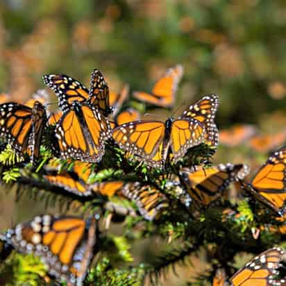 También se pide a los visitantes no llevarse plantas, animales, hongos ni cualquier otro elemento, no usar flash para tomar fotografías ni molestar, sujetar o capturar mariposas. (ESPECIAL)