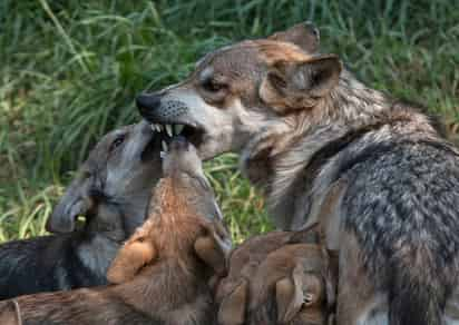 Crías de Lobo Mexicano, en el zoológico en la ciudad de Guadalajara, Jalisco. (ARCHIVO)