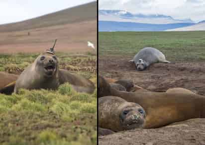 Científicos se ayudan de animales para recopilar datos sobre la naturaleza. (INTERNET)