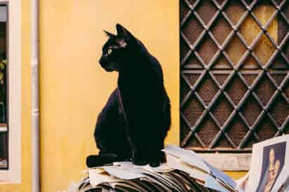 Aunque muchos tienden a generalizar y suponer que cada año en la vida de un gato equivale a siete humanos, la realidad es muy diferente. (ARCHIVO)