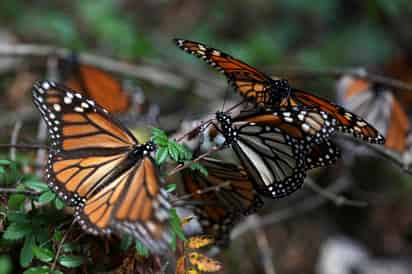 Las especies afectadas forman parte de los bosques templados en la Reserva de la Biosfera Mariposa Monarca. (ARCHIVO)