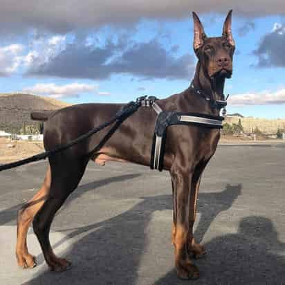 El Doberman es un perro muy elegante y musculoso. Tiene la fisonomía de un perro fácilmente percibido como poderoso y dominante. Es esta apariencia lo que lleva a muchas personas a dejar de lado su increíble inteligencia y sensibilidad. (ESPECIAL) 
